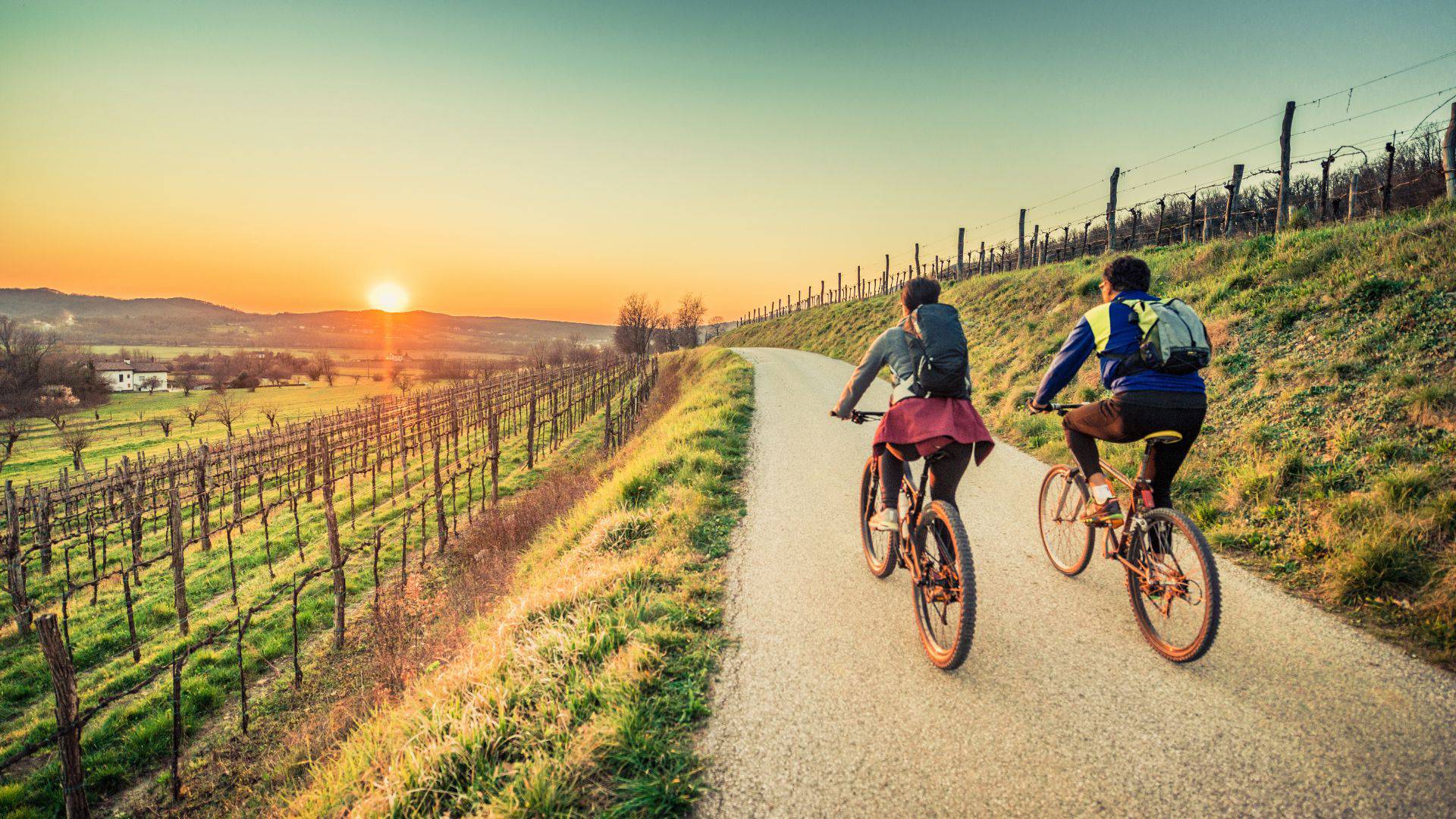 Bike tour through the palatinate vineyards